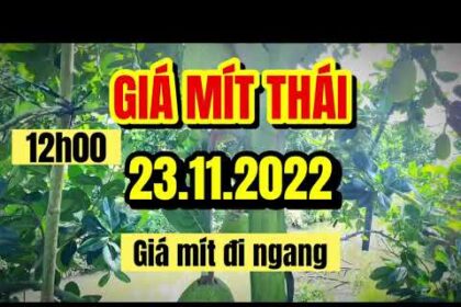 Thai jackfruit prices today