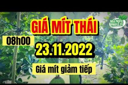 Thai jackfruit prices today