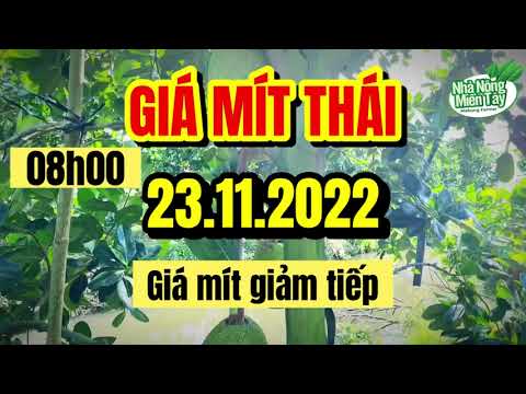 Thai jackfruit prices today