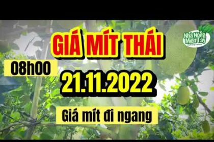 Thai jackfruit prices today