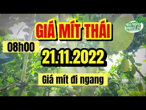 Thai jackfruit prices today