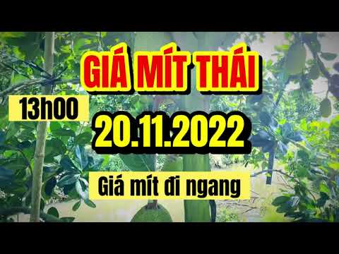 Thai jackfruit prices today