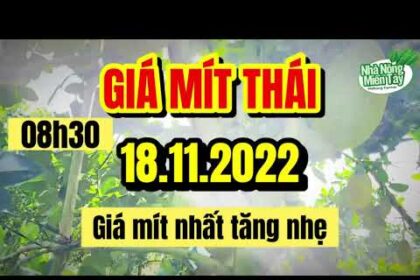 Thai jackfruit prices today