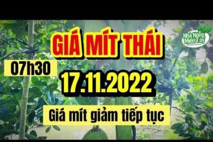 Thai jackfruit prices today