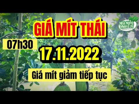 Thai jackfruit prices today