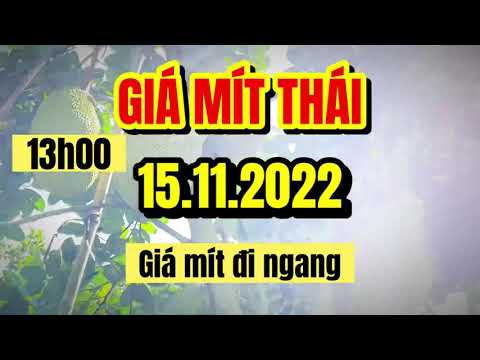 Thai jackfruit prices today