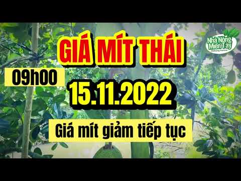 Thai jackfruit prices today
