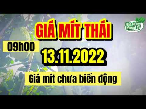 Thai jackfruit prices today