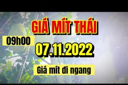 Thai jackfruit prices today