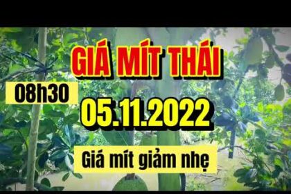Thai jackfruit prices today