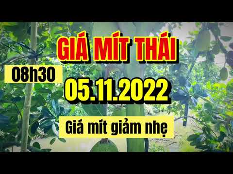Thai jackfruit prices today