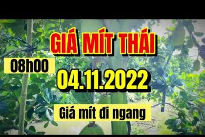 Thai jackfruit prices today