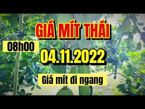 Thai jackfruit prices today
