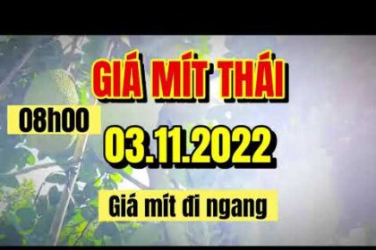 Thai jackfruit prices today