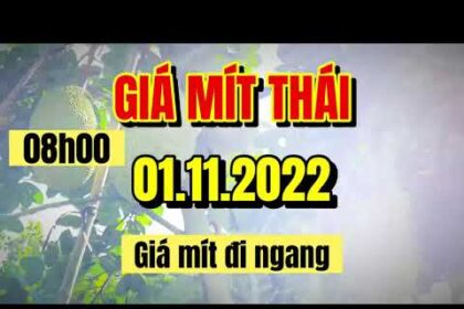 Thai jackfruit prices today