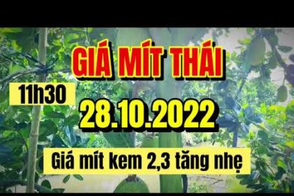 Thai jackfruit prices today