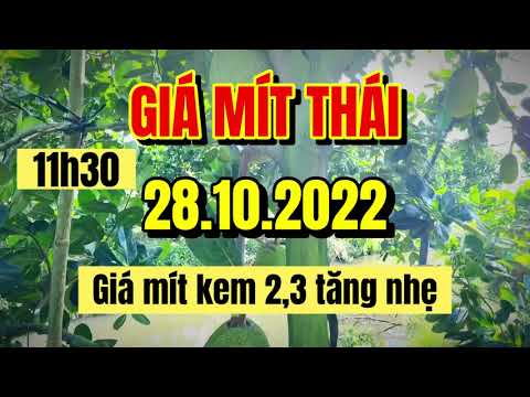 Thai jackfruit prices today