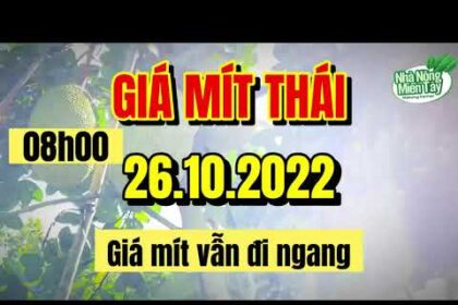 Thai jackfruit prices today
