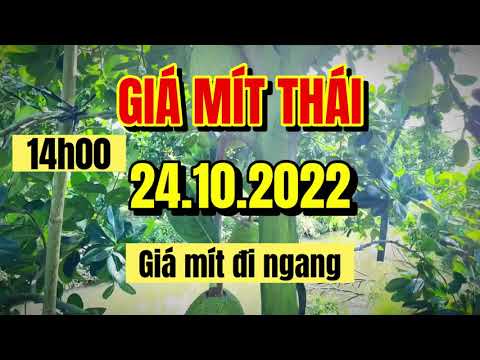 Thai jackfruit prices today