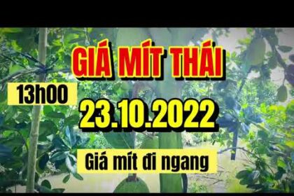 Thai jackfruit prices today
