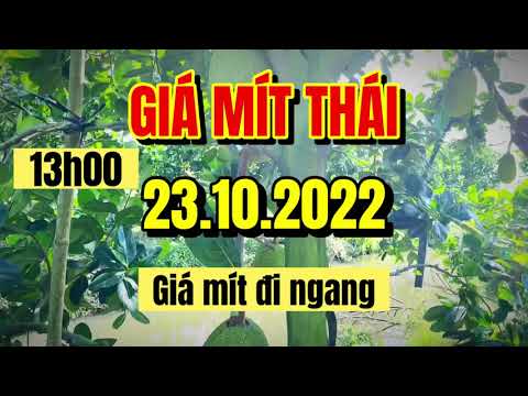 Thai jackfruit prices today