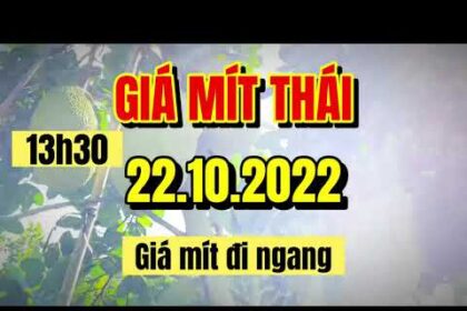 Thai jackfruit prices today