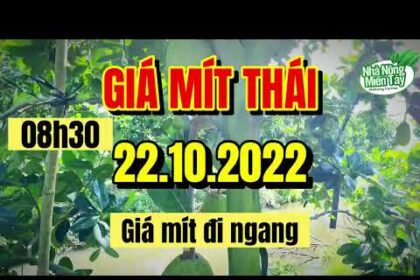 Thai jackfruit prices today
