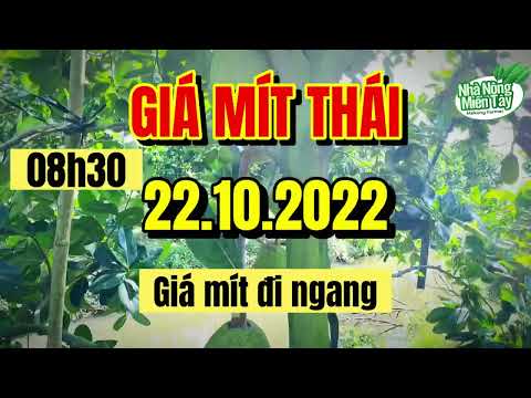 Thai jackfruit prices today