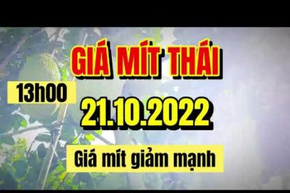 Thai jackfruit prices today