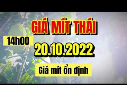Thai jackfruit prices today