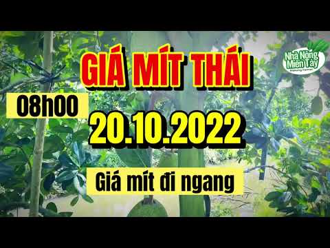Thai jackfruit prices today