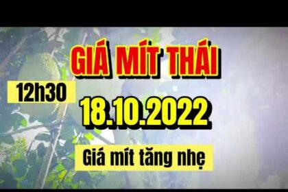 Thai jackfruit prices today
