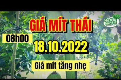 Thai jackfruit prices today