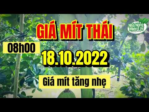 Thai jackfruit prices today