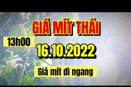 Thai jackfruit prices today