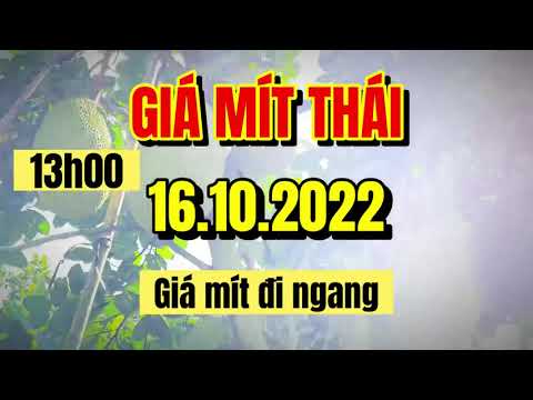 Thai jackfruit prices today