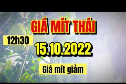 Thai jackfruit prices today