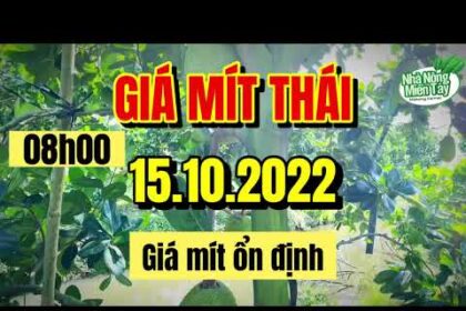 Thai jackfruit prices today