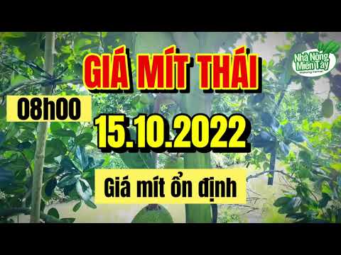 Thai jackfruit prices today