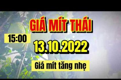 Thai jackfruit prices today