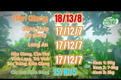 Thai jackfruit prices today