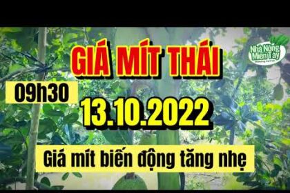 Thai jackfruit prices today
