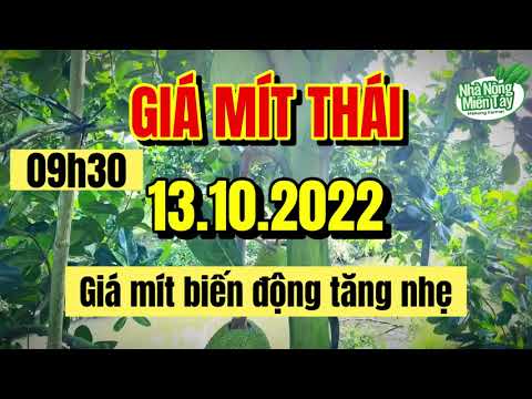 Thai jackfruit prices today