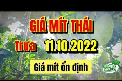 Thai jackfruit prices today