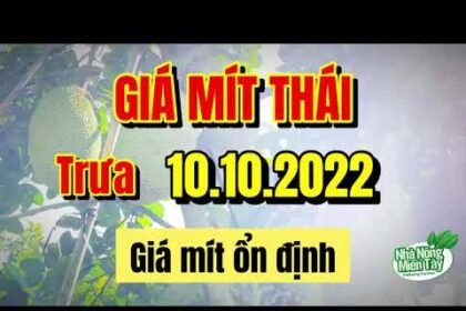 Thai jackfruit prices today