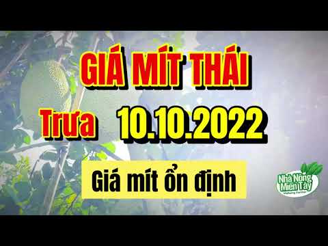 Thai jackfruit prices today