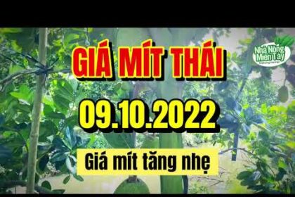 Thai jackfruit prices today