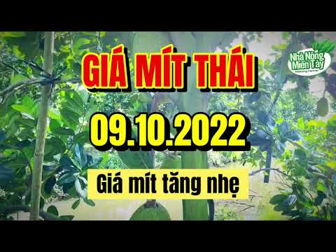 Thai jackfruit prices today