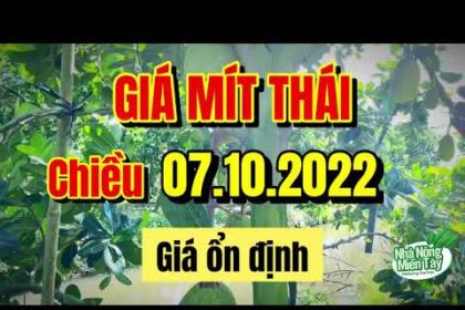Thai jackfruit prices today