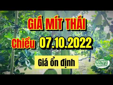Thai jackfruit prices today